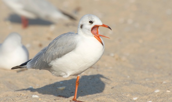 Les oiseaux peuvent-ils bâiller ?