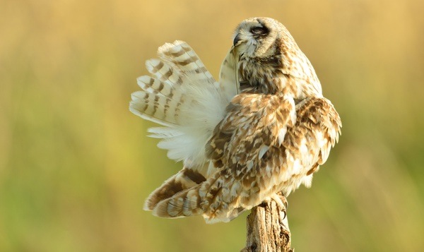 Un hibou des marais nettoyant sa queue