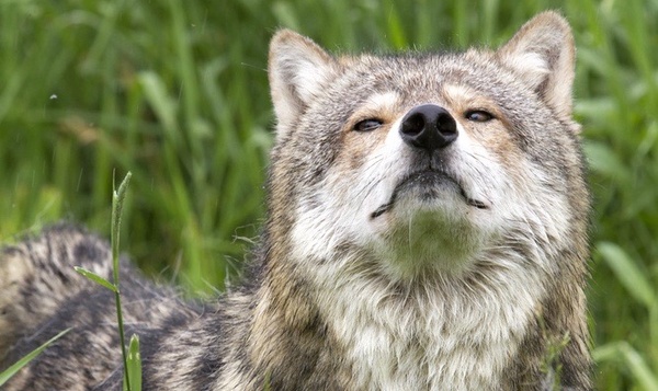 Tout ce que vous ne saviez pas sur le sang dans la nature