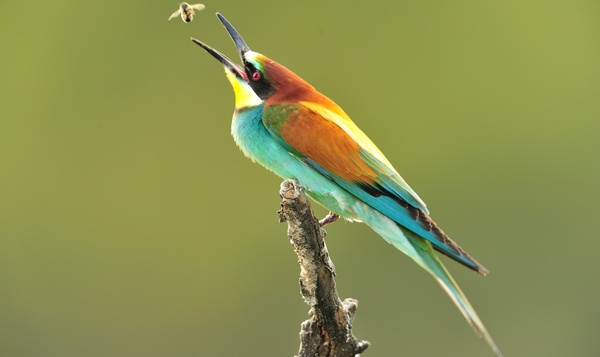 Les couleurs vives de nos animaux