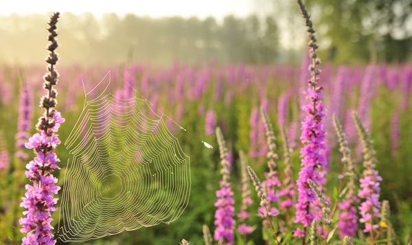 La salicaire empêche son autofécondation... avec style !