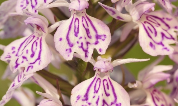 Nos orchidées sauvages