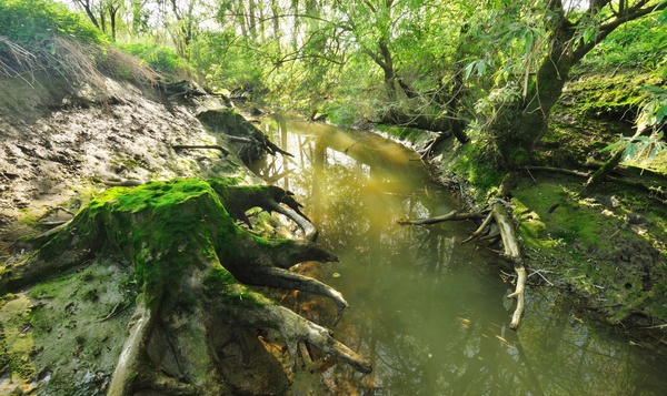 Slikkes et schorres : les mangroves de l'Escaut
