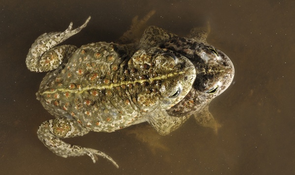 Crapauds calamites
