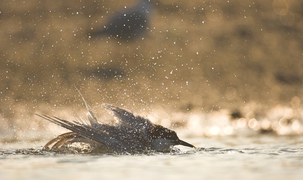 Les meilleures astuces de notre nature pour se rafraîchir