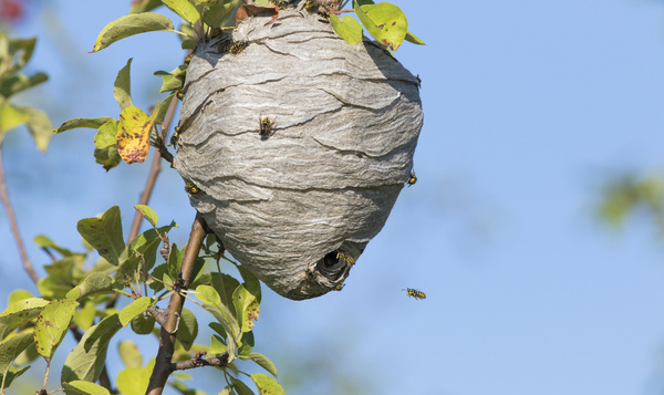 Devons-nous nous attendre à davantage de guêpes à l’avenir ?