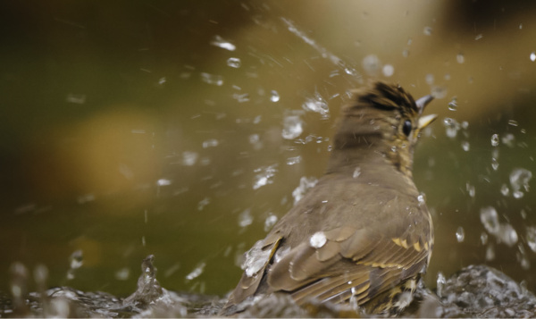 Un plongeon dans la chance