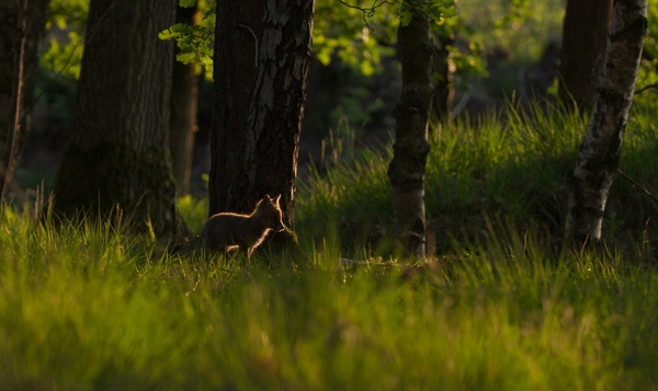 Notre Nature, Le Film - en concert
