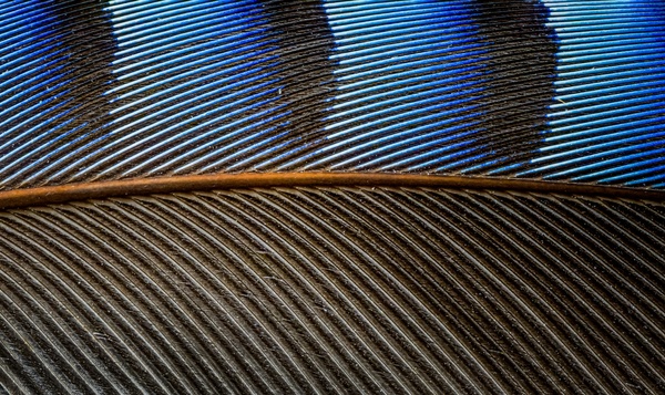 Quiz : Les plumes pour les débutants