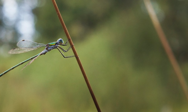 Les créateurs de « Notre Nature, Le Film » dévoilent leurs scènes préférées