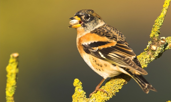 Les oiseaux hivernent-ils chaque année au même endroit ?