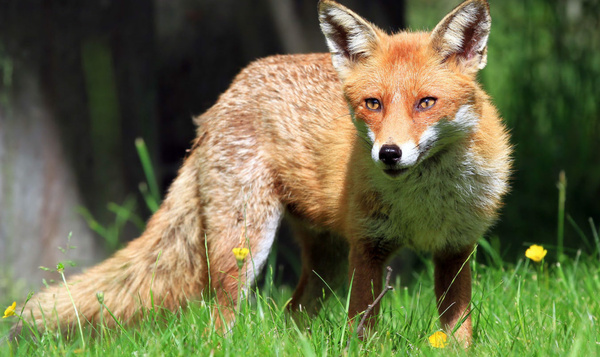 6 anecdotes sur la façon dont les animaux voient le monde