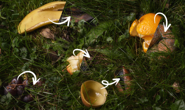 Décomposition : que deviennent nos restes de fruits dans la nature ?