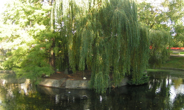Le quiz des arbres de Notre Nature
