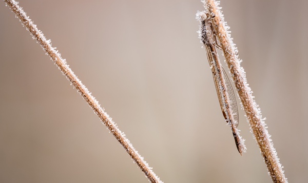 Est-il possible d'apercevoir des libellules en hiver ?