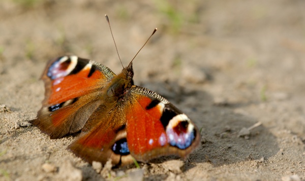 Quelle est l'utilité des papillons pour notre nature?