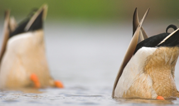 Nourrir les canards sauvages : ce qu’il faut faire ou pas
