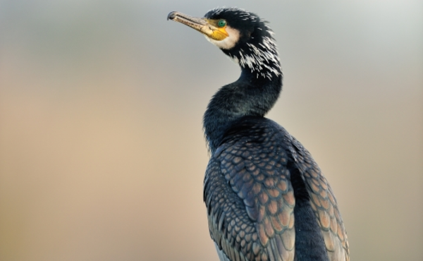 Un oiseau fan de poissons : le grand cormoran