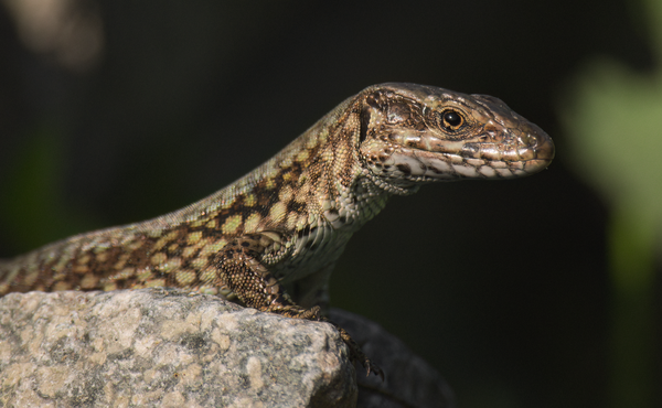 Le bébé lézard des murailles a ému le compositeur Dirk Brossé