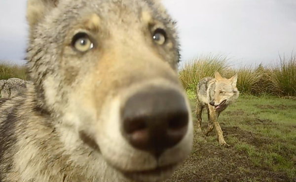 Suivez nos loups à la trace