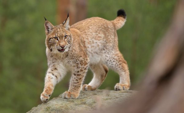Plus d'infos sur le lynx