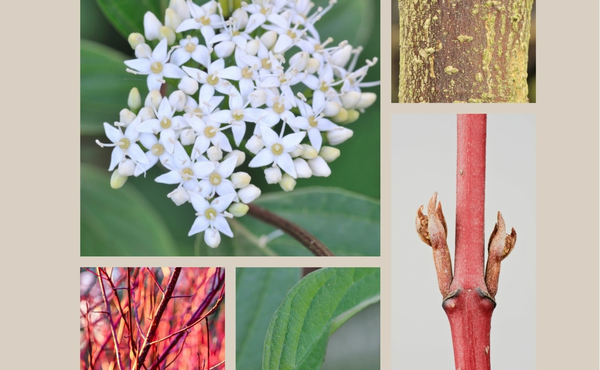 Reconnaître le cornouiller sanguin