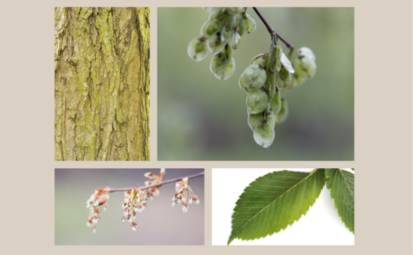 Reconnaître l'orme lisse