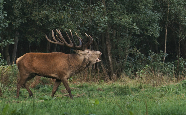 Typh Barrow a adoré le cerf élaphe