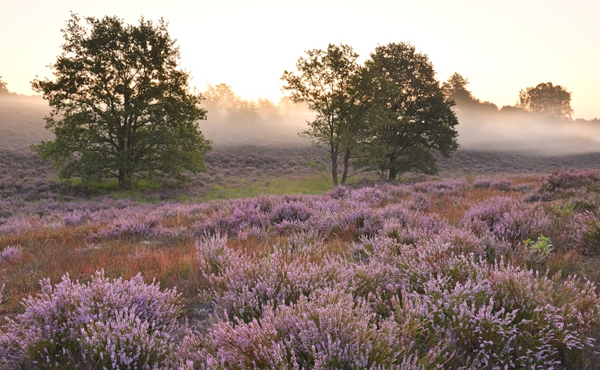 5 raisons de visiter le Mechelse Heide :