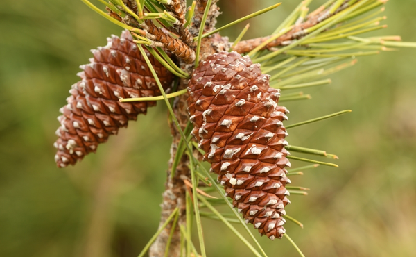 Le pin maritime (Pinus pinaster)