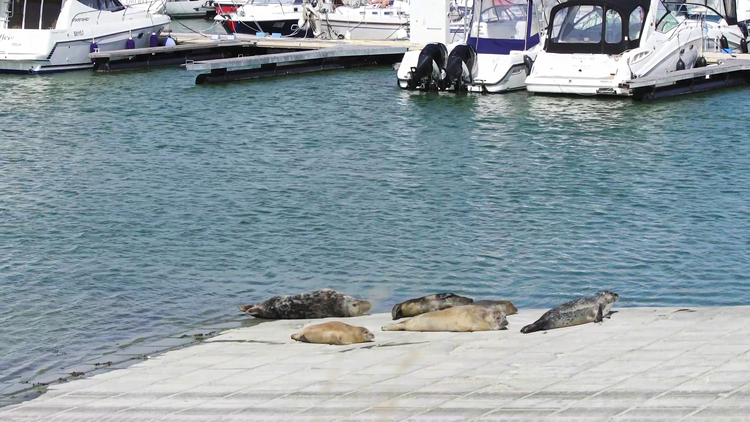 bw07-zeehonden02.jpg