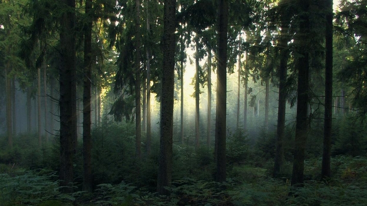 belgique-sauvage.jpg