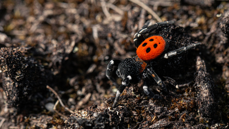 La belle Eresus sandaliatus vit sous terre, mais seulement à Lommel.