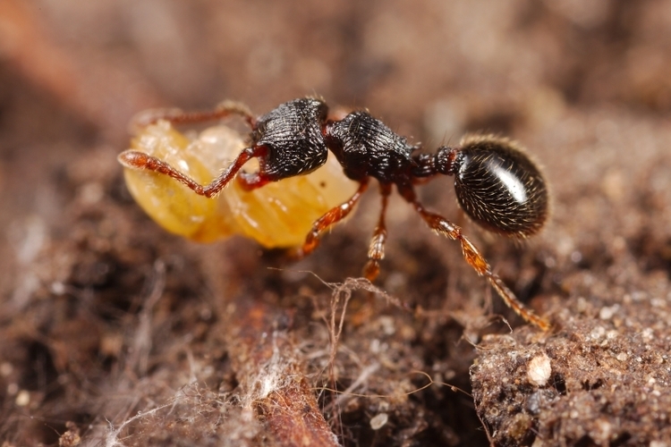 Myrmecina graminicola