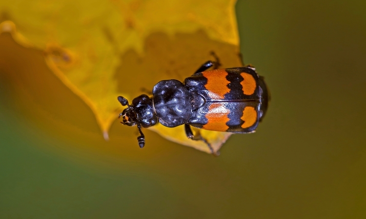 Nicrophorus vespilloides