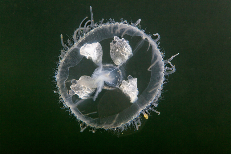La craspedote, une méduse d'eau douce