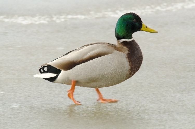 Canard colvert - Notre Nature