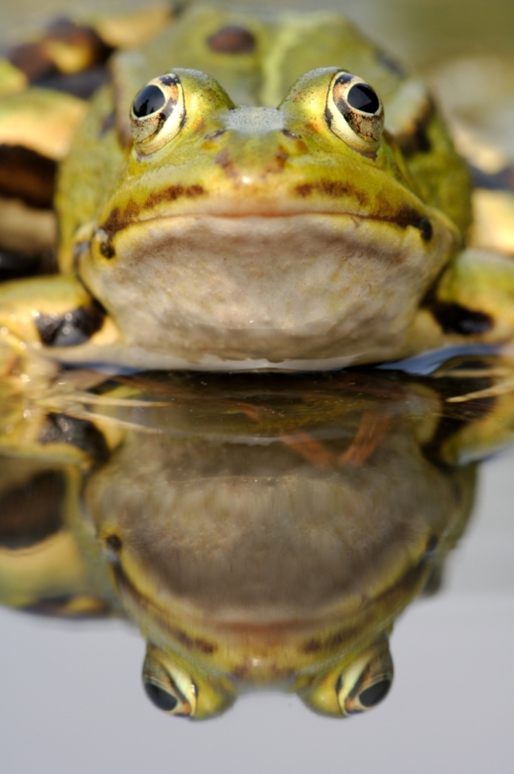 groene-kikker.jpg