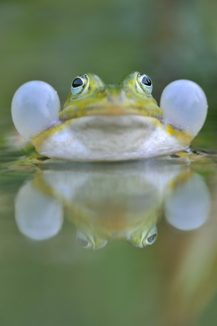 kwakende-groene-kikker.jpg