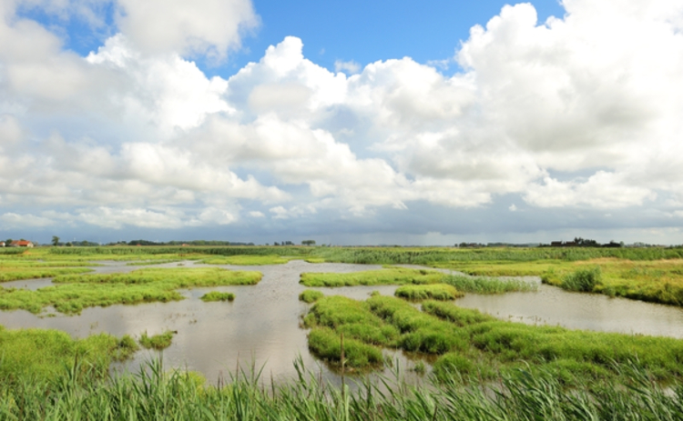 L'eau saumâtre des polders : le site de reproduction idéal des moustiques