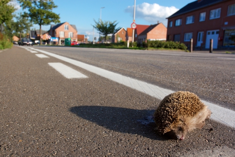 egel-verkeersslachtoffer.jpg