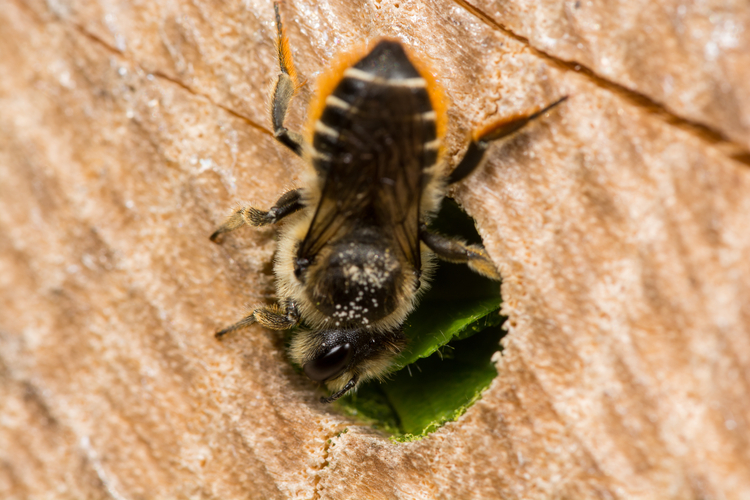 Mégachile du rosier (Megachile centunculari)
