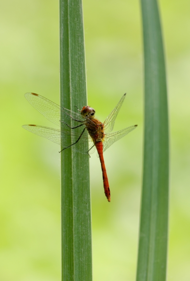 Sympétrum rouge sang
