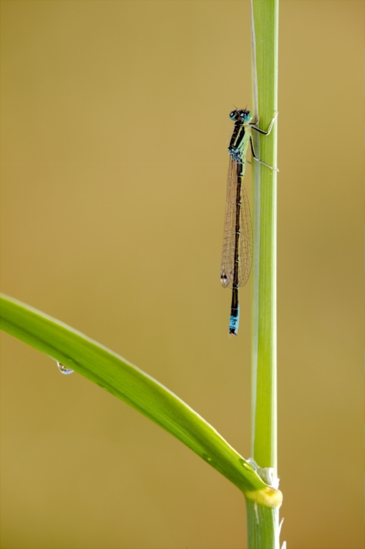 Agrion nain mâle