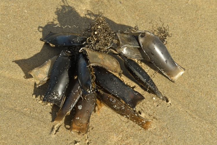 Capsules échouées sur la plage