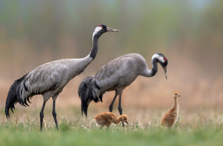 kraanvogels-met-jongen.jpeg