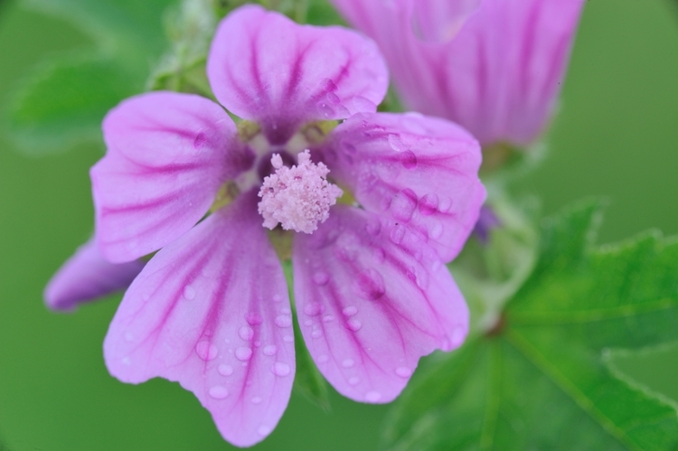 Mauve sylvestre