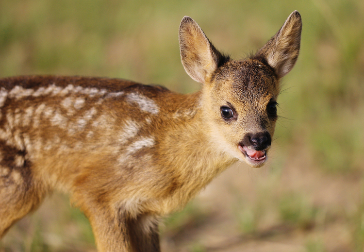 Pensez-y à deux fois avant d'appeler un faon « Bambi »