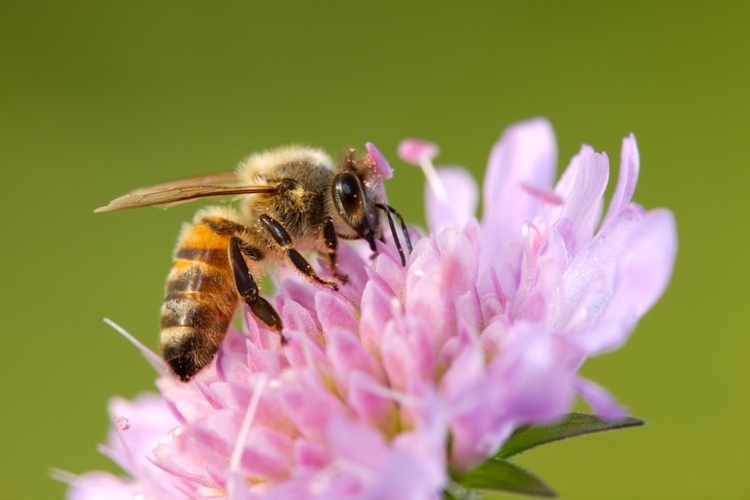 Cette abeille a bien six pattes et un corps brun et jaune