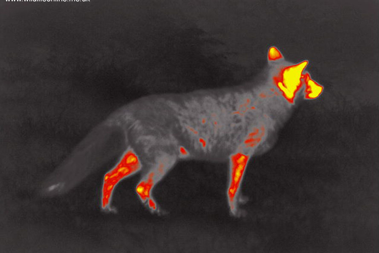 Thermal image van een vos